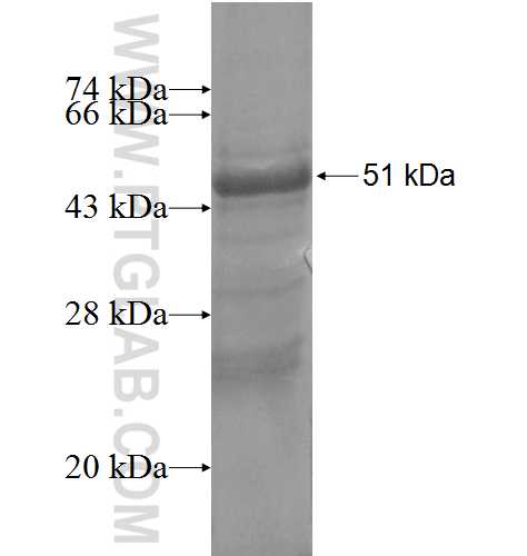 FNDC4 fusion protein ag4550 SDS-PAGE