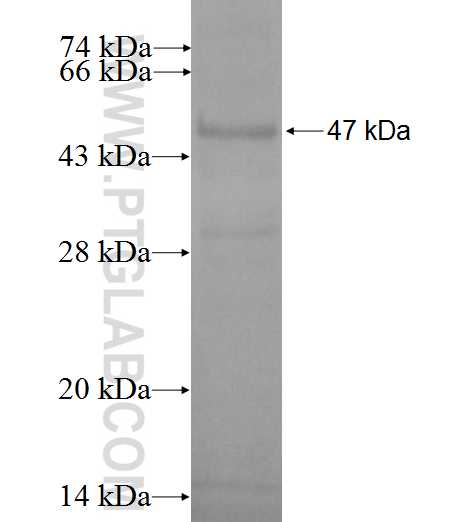 FUSIP1 fusion protein ag0176 SDS-PAGE