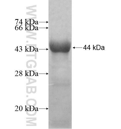 FUT10 fusion protein ag13415 SDS-PAGE