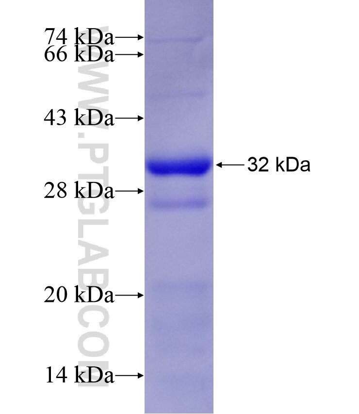 FUT4 fusion protein ag17695 SDS-PAGE