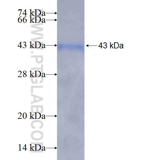 FUT9 fusion protein ag8298 SDS-PAGE
