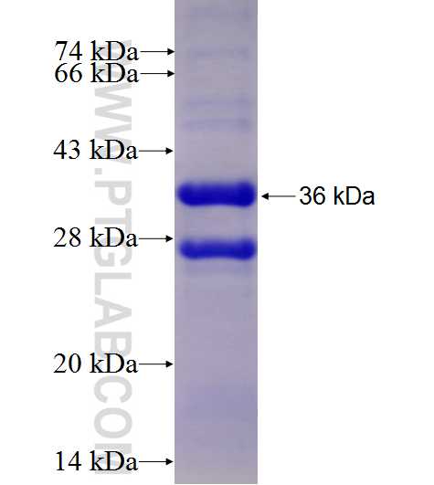 FXYD1 fusion protein ag4669 SDS-PAGE