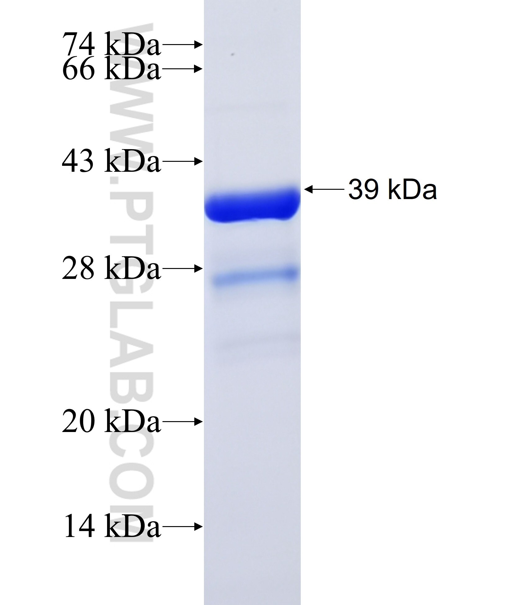 FXYD6 fusion protein ag8538 SDS-PAGE