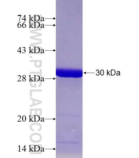FYN fusion protein ag11127 SDS-PAGE