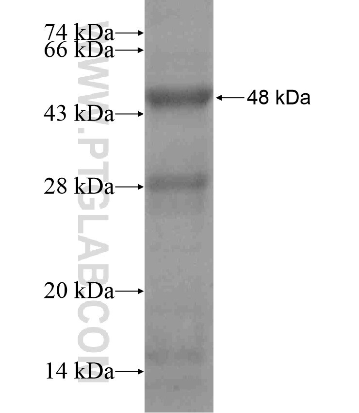 FZD3 fusion protein ag18213 SDS-PAGE