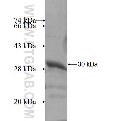 FZD6 fusion protein ag5452 SDS-PAGE