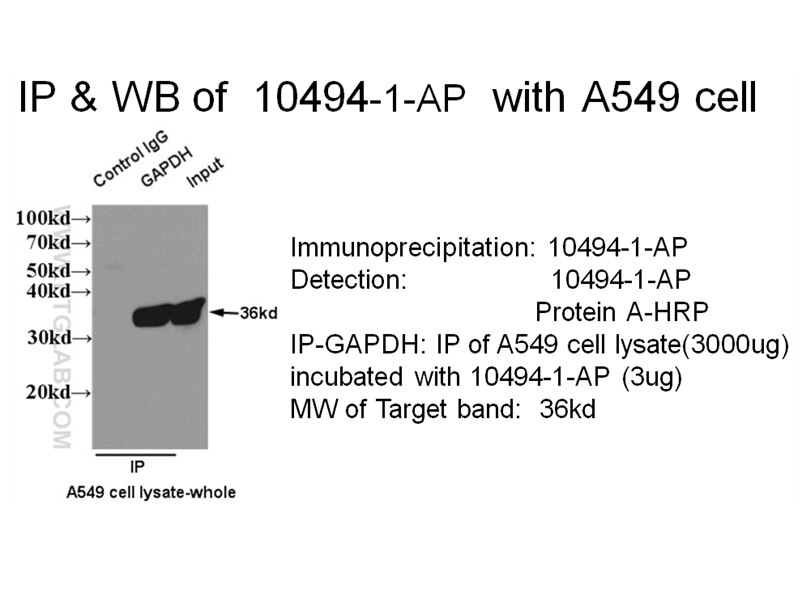 GAPDH IP 10494-1-AP GAPDH Antibody G3PD; GAPD; MGC88685