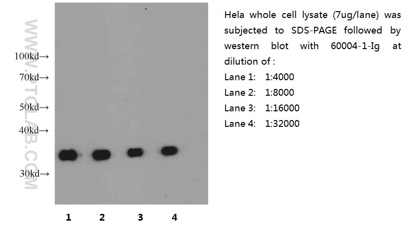 GAPDH WB 60004-1-Ig GAPDH Antibody G3PD; GAPD; MGC88685