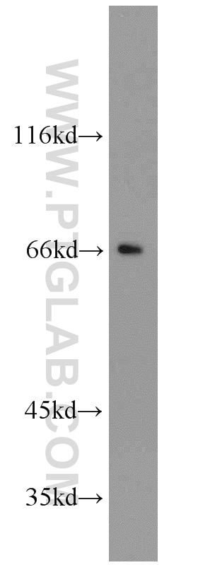 GATA2 western blot WB 11103-1-AP GATA2 Antibody FLJ45948; MGC2306; NFE1B