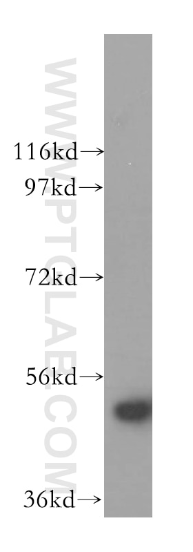 GFAP western blot WB 16825-1-AP GFAP Antibody FLJ45472