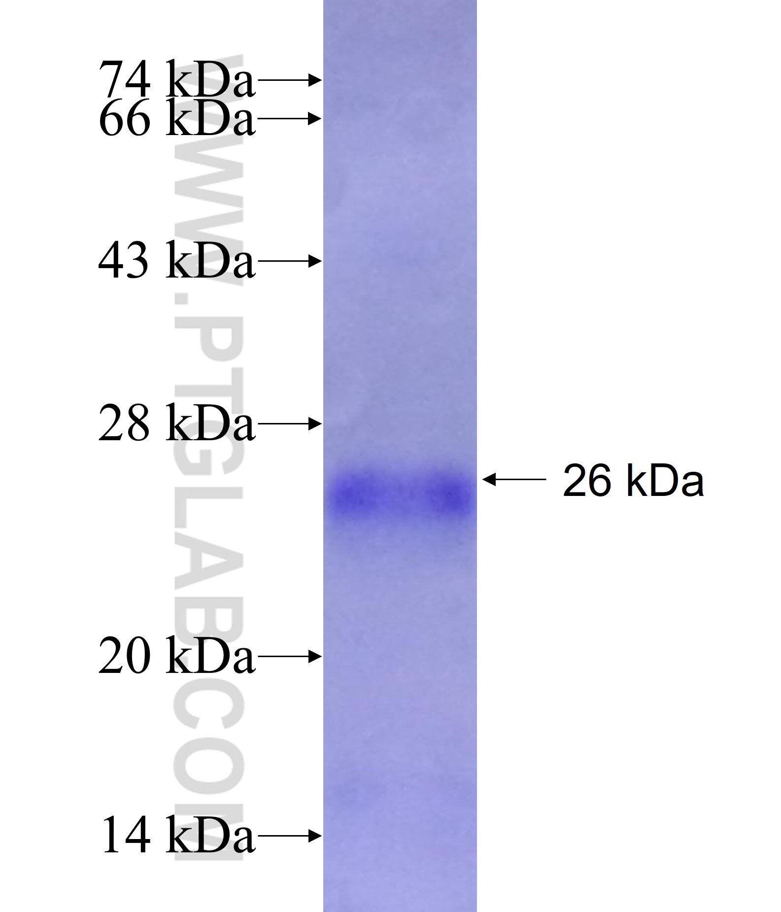 GFRA2 fusion protein ag17462 SDS-PAGE