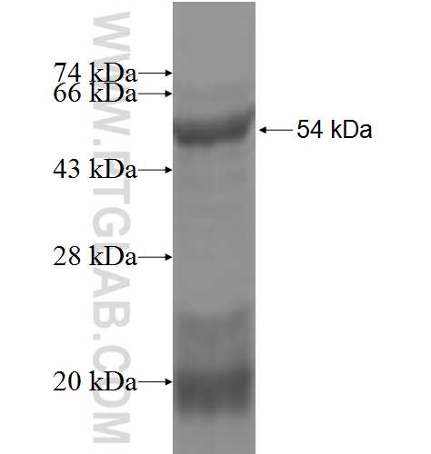 GLRA2 fusion protein ag4743 SDS-PAGE