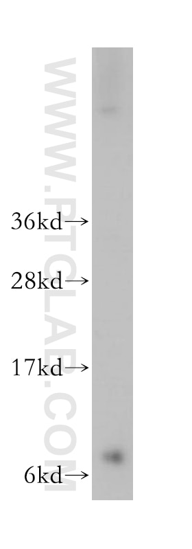 mouse testis tissue were subjected to SDS PAGE followed by western blot with 11693-1-AP(GNG2 Antibody) at dilution of 1:800 GNG2 western blot WB 11693-1-AP GNG2 Antibody