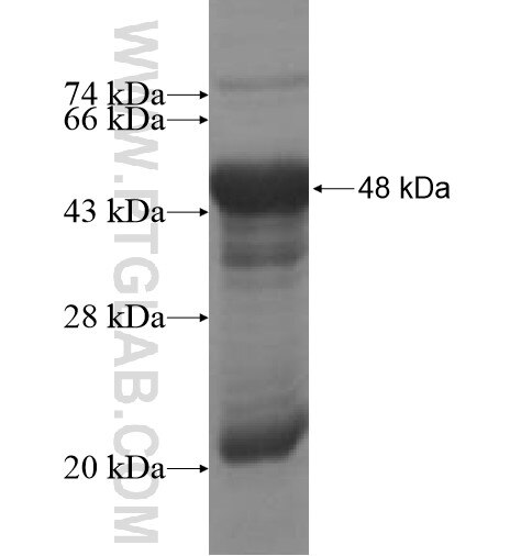 GPR176 fusion protein ag10292 SDS-PAGE