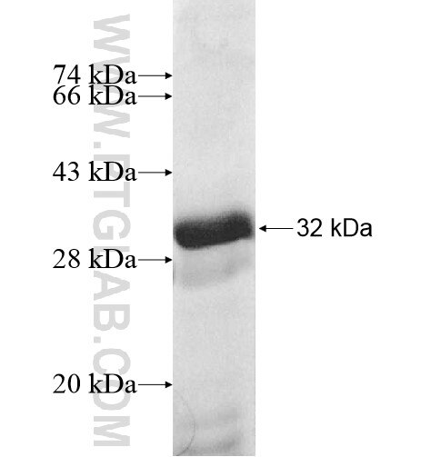 GPR176 fusion protein ag11810 SDS-PAGE