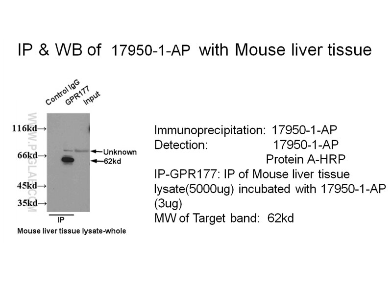GPR177 IP 17950-1-AP GPR177 Antibody C1orf139; EVI; FLJ23091; MGC131760; MGC14878; MRP; WLS