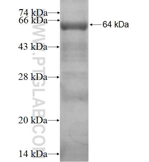 GPSM2 fusion protein ag2167 SDS-PAGE