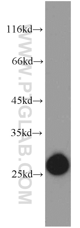 GSTK1 western blot WB 14535-1-AP GSTK1 Antibody GST; GST13; GST13-13; GSTK1-1