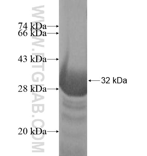 GSTM4 fusion protein ag10464 SDS-PAGE