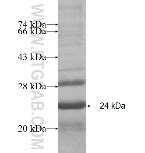 GTPBP2 fusion protein ag7432 SDS-PAGE
