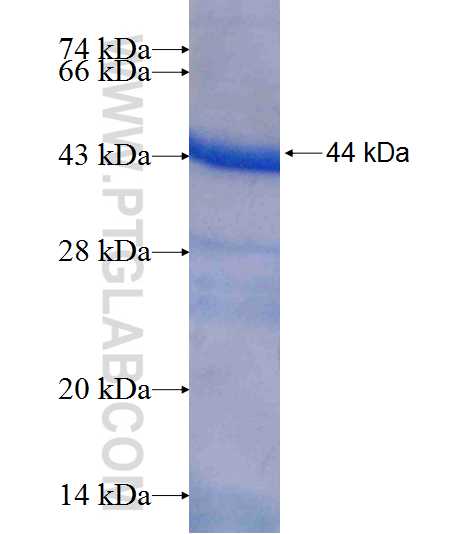 HACL1 fusion protein ag7757 SDS-PAGE