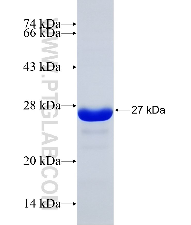 HEBP1 fusion protein ag10512 SDS-PAGE