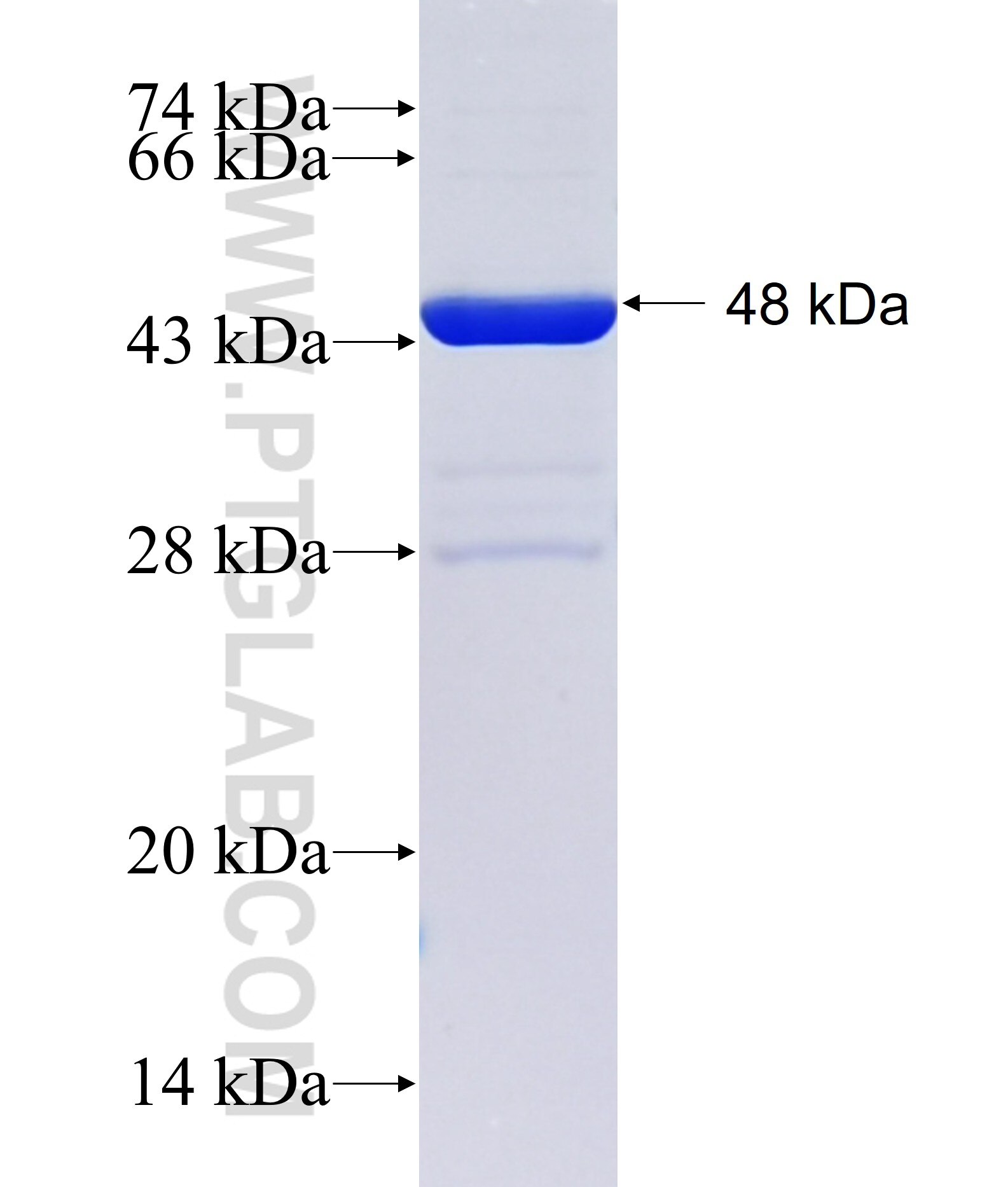 HEBP1 fusion protein ag10538 SDS-PAGE