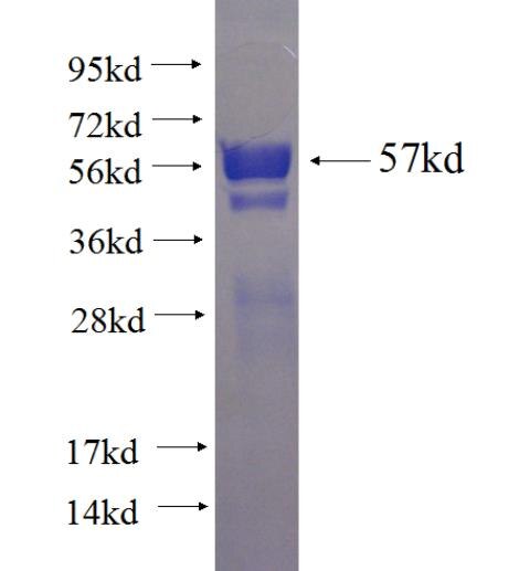 HLA class I (HLA-C) fusion protein ag8461 SDS-PAGE