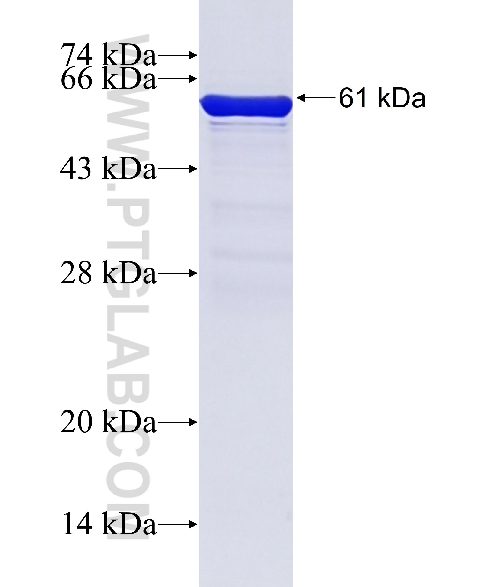 HNRNPA2B1 fusion protein ag6563 SDS-PAGE