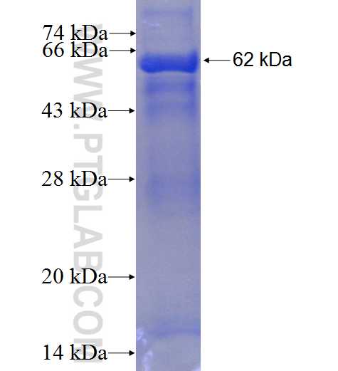 HPS1 fusion protein ag7149 SDS-PAGE
