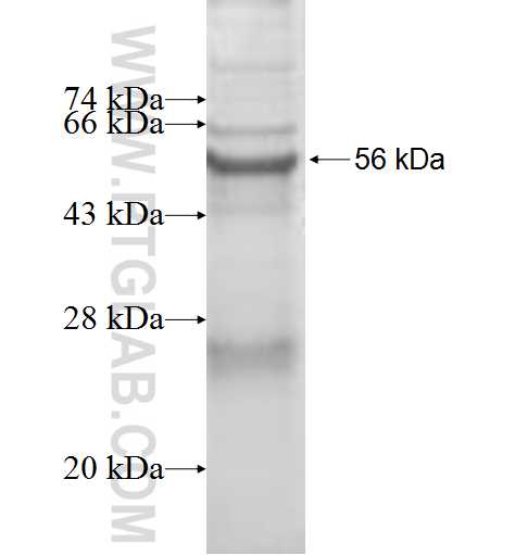 HSD17B11 fusion protein ag9278 SDS-PAGE