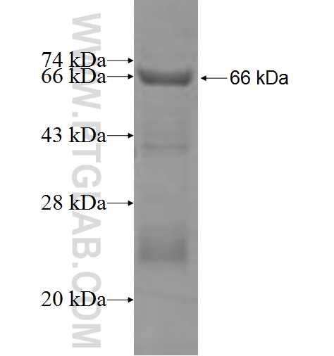 HSDL2 fusion protein ag7987 SDS-PAGE