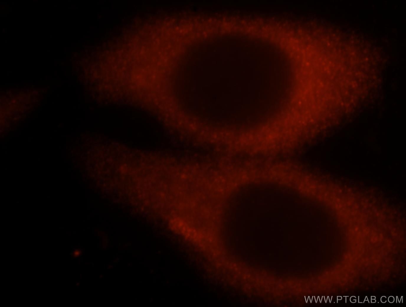 Immunofluorescent analysis of HepG2 cells, using HSP90AA1 antibody 13171-1-AP at 1:25 dilution and Rhodamine-labeled goat anti-rabbit IgG (red). HSP90 Immunofluorescence IF 13171-1-AP HSP90 Antibody FLJ31884; HSP86; HSP89A; HSP90A; HSP90N; HSPC1; HSPCA; HSPCAL1; HSPCAL4; HSPN; Hsp89; Hsp90; LAP2