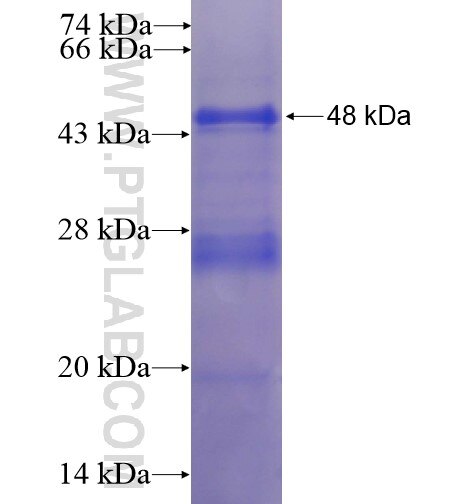 HSPB8 fusion protein ag7456 SDS-PAGE