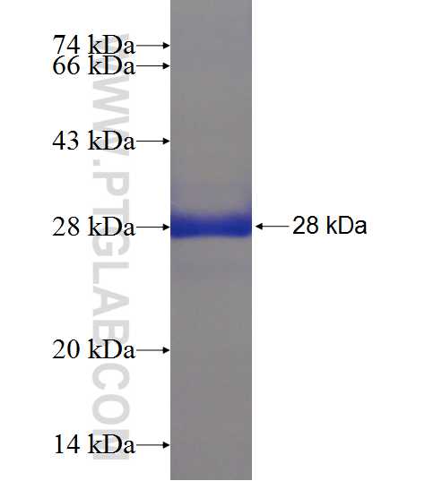 HSPB8 fusion protein ag7511 SDS-PAGE