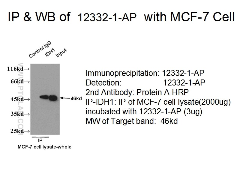 IDH1 IP 12332-1-AP IDH1 Antibody IDCD; IDH; IDP; IDPC; PICD