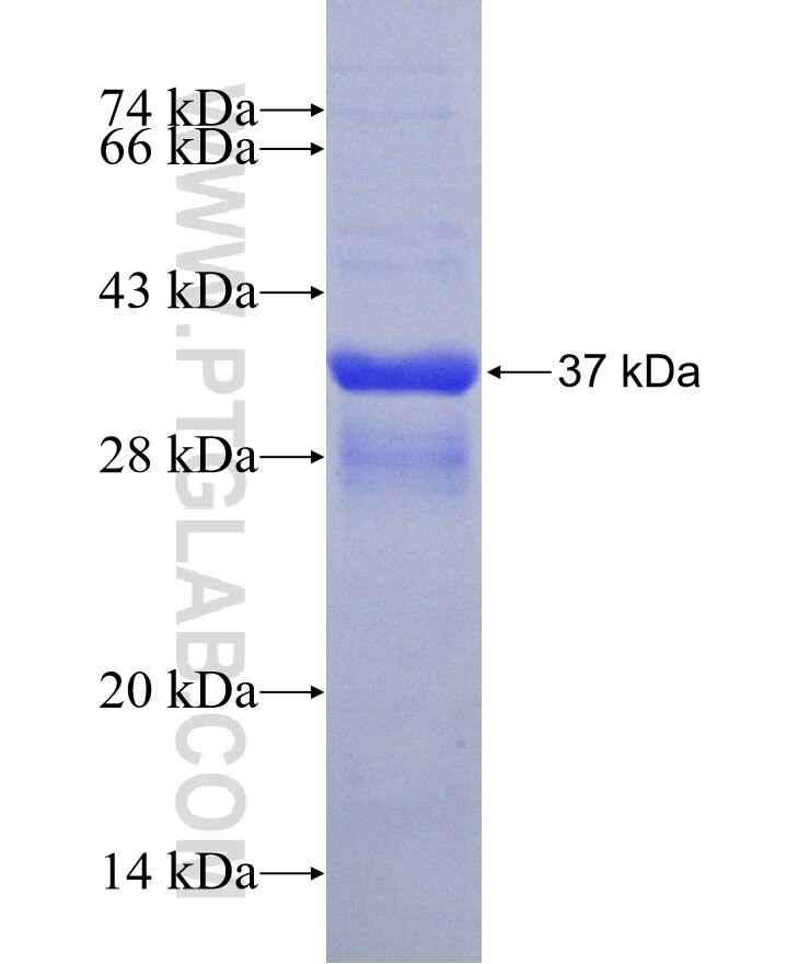 IFITM1 fusion protein ag2320 SDS-PAGE