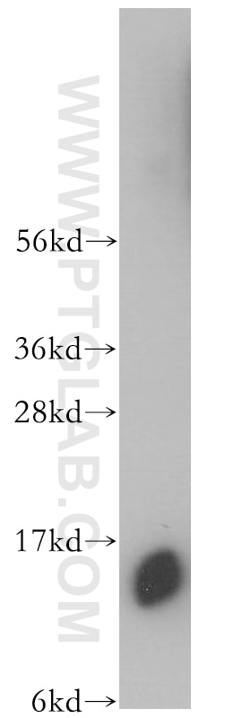 HeLa cells were subjected to SDS PAGE followed by western blot with 11714-1-AP(IFITM3 Antibody) at dilution of 1:2000 IFITM3 western blot WB 11714-1-AP IFITM3 Antibody 1-8U; IP15