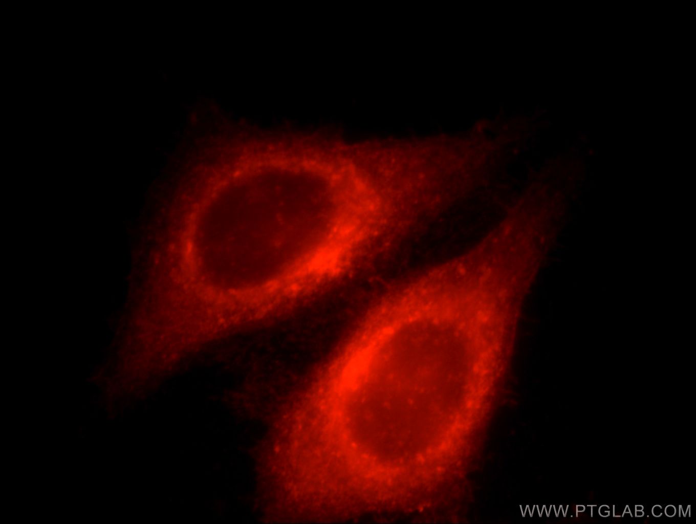 Immunofluorescent analysis of HepG2 cells, using IFITM3 antibody 66081-1-lg at 1:25 dilution and Rhodamine-labeled goat anti-mouse IgG (red). IFITM3 Immunofluorescence IF 66081-1-Ig IFITM3 Antibody 1-8U; IP15