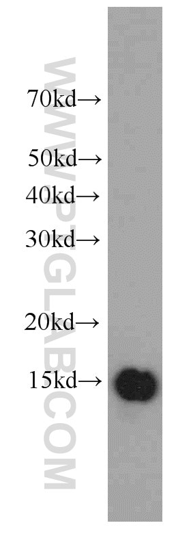 Hela cells were subjected to SDS PAGE followed by western blot with 66081-1-Ig(IFITM3 Antibody) at dilution of 1:1000 IFITM3 western blot WB 66081-1-Ig IFITM3 Antibody 1-8U; IP15