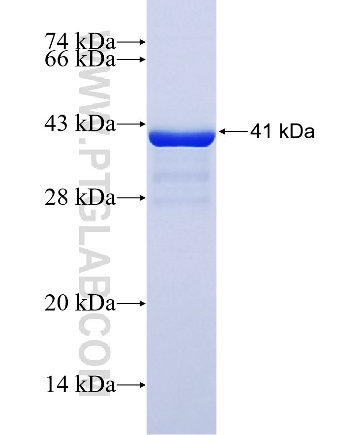 IFITM3 fusion protein ag2285 SDS-PAGE