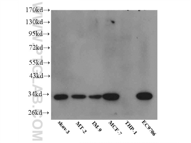 IGFBP5 WB 55205-1-AP IGFBP5 Antibody IBP5
