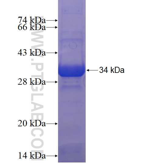 IGSF5 fusion protein ag18169 SDS-PAGE