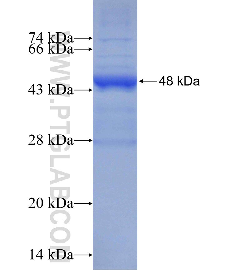 IL17D fusion protein ag6765 SDS-PAGE