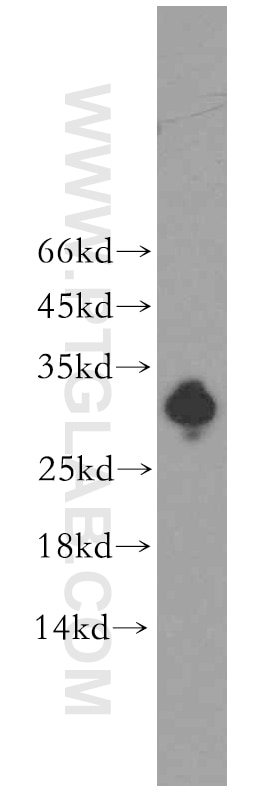 U-937 cells were subjected to SDS PAGE followed by western blot with 13081-1-AP(IL17F Antibody) at dilution of 1:600 IL17F western blot WB 13081-1-AP IL17F Antibody IL-17F; ML-1; ML1