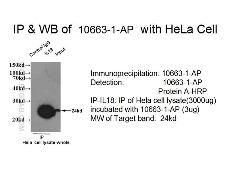 Pre-IL18 IP 10663-1-AP Pre-IL18 Antibody IGIF; IL-18; IL-1g; IL1F4; MGC12320