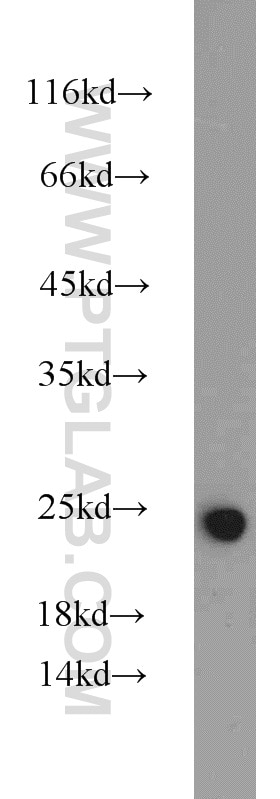 Pre-IL18 western blot WB 10663-1-AP Pre-IL18 Antibody IGIF; IL-18; IL-1g; IL1F4; MGC12320