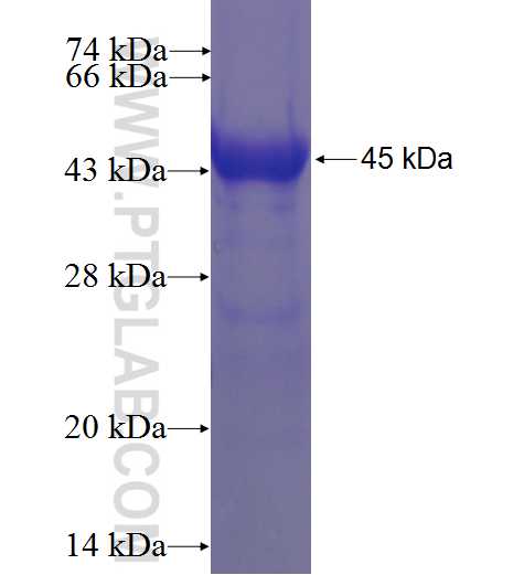 IL1RAP fusion protein ag6416 SDS-PAGE