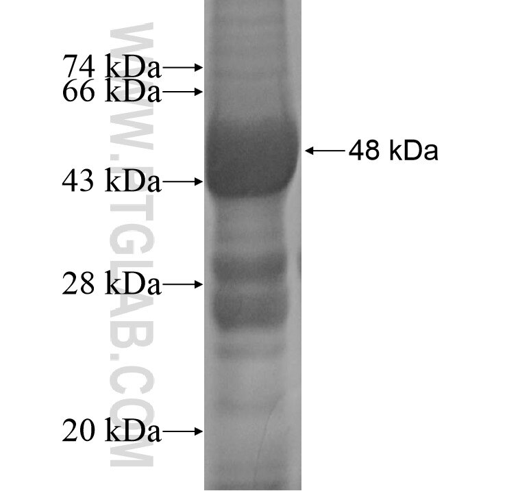 IL23A fusion protein ag11534 SDS-PAGE