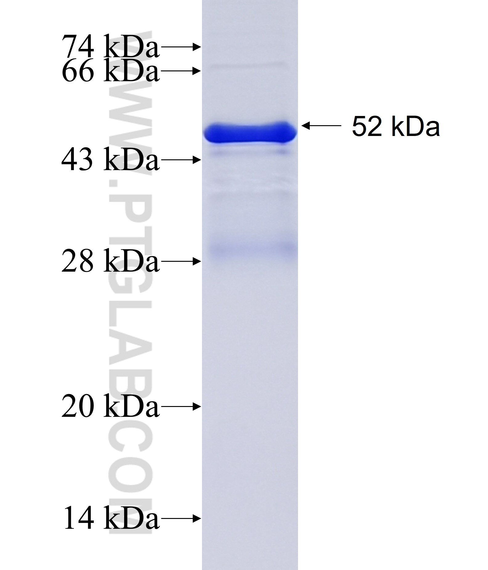 IL34 fusion protein ag14903 SDS-PAGE
